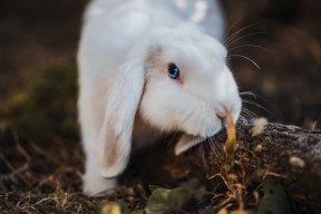 Kering-仰泳项目希腊女将稳步晋级，仰泳国际比赛