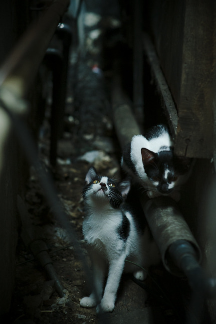 CBA联赛推动篮球文化传播,cba推广