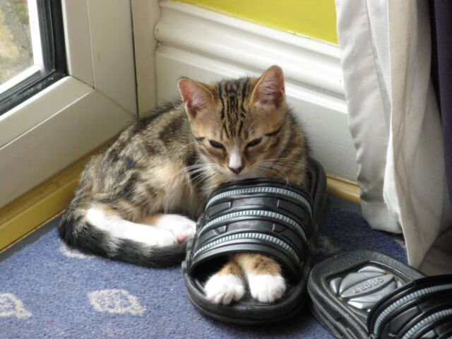 世界杯预选赛中国队战平 球迷希望下场反弹，世界杯预选赛中国队打平