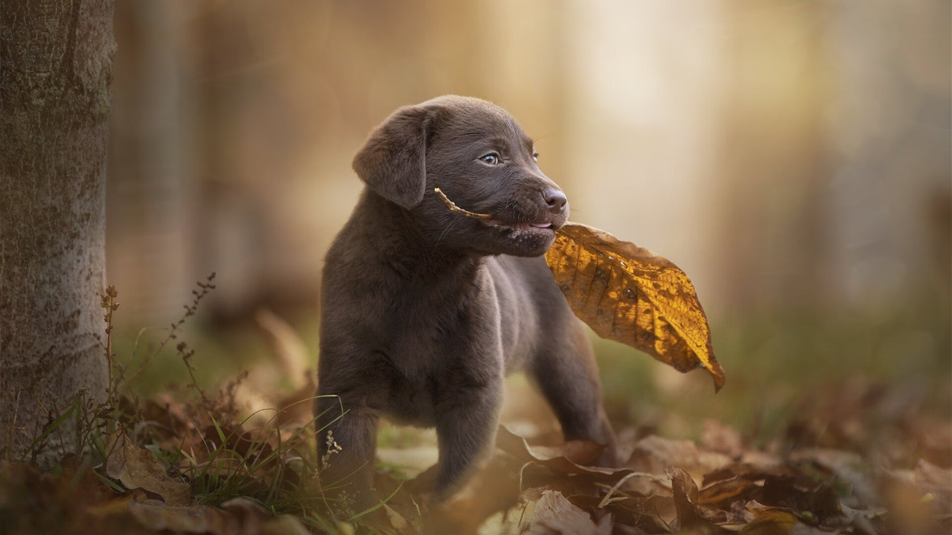 体育纪录片拍摄视角聚焦家庭支持力量,体育纪录片主题