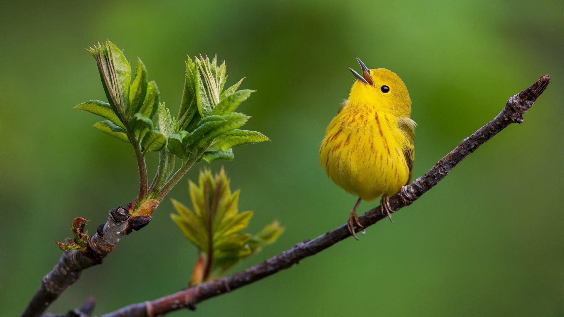 CBA球队更换主帅新战术理念注重球员自主判断与临场调整,cba主帅排名