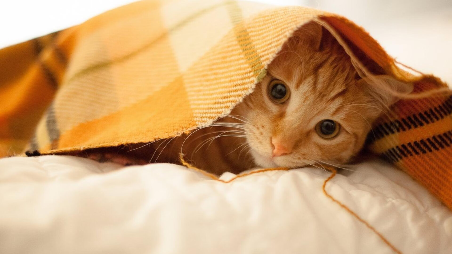 “尼古拉斯·桑特基的进攻核心作用，帮助阿根廷美洲狮队站上世界舞台”