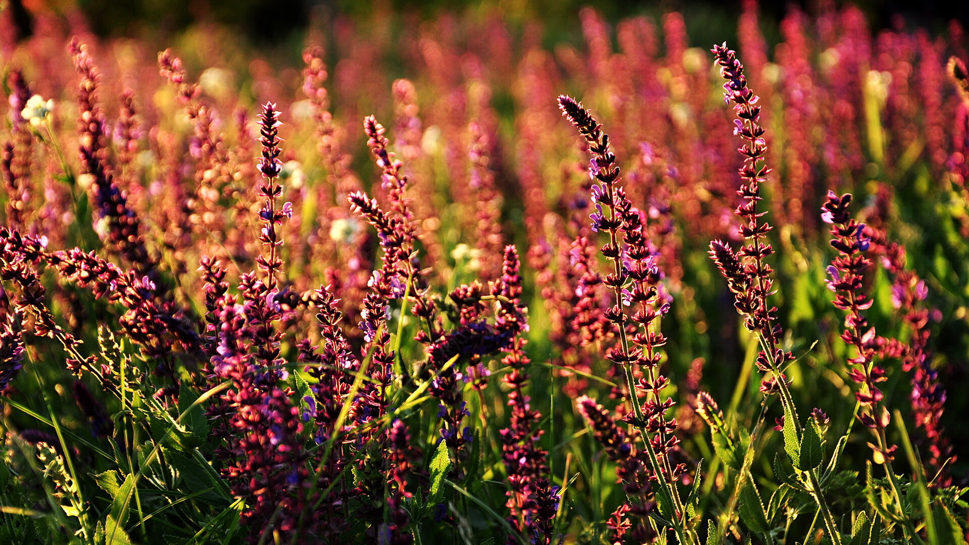 中国足球联赛加强赛场秩序管理和安全保障，足球联赛比赛秩序册