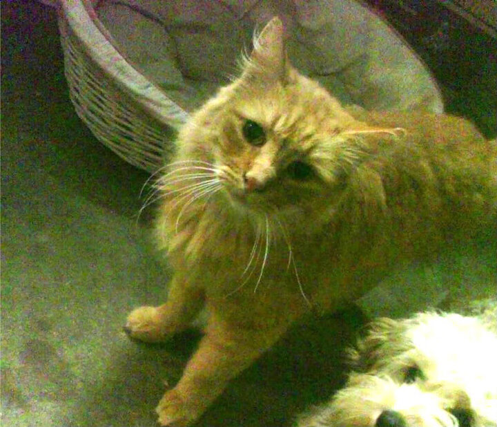 中国足球青少年赛事开设女足专项组别，青少年女足比赛